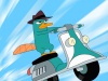 Phineas-and-ferb-perry